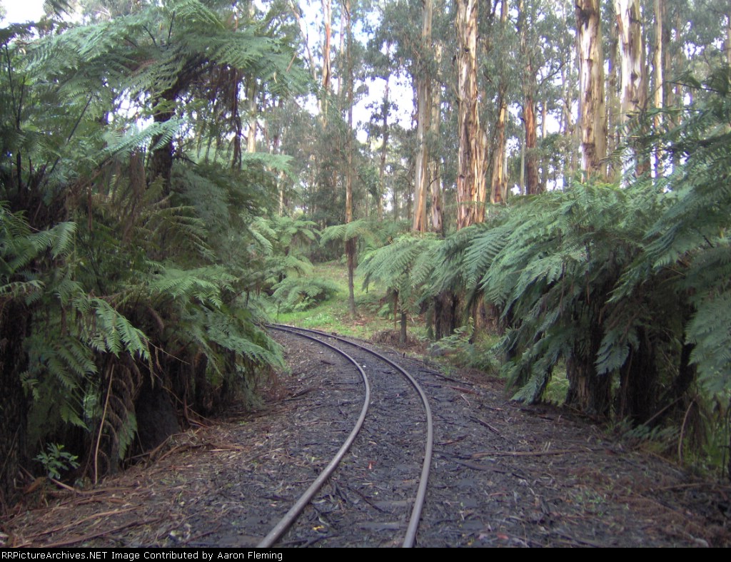 section of track dissapearing into the ferns