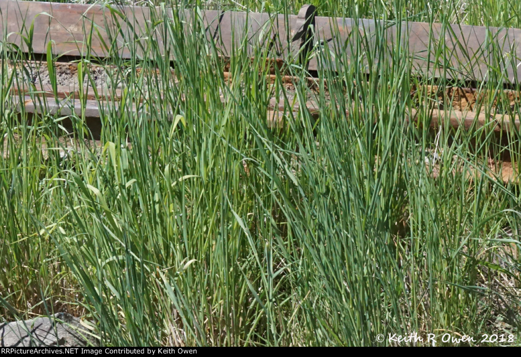 Abandoned Union Railroad of Oregon