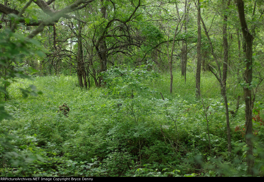 Typical view from the old GCSF right of way as it cuts through the Sulpher River bottom