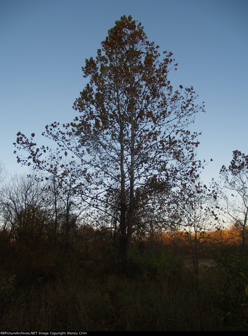 None of these trees were here when the trains were.