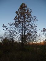 None of these trees were here when the trains were.