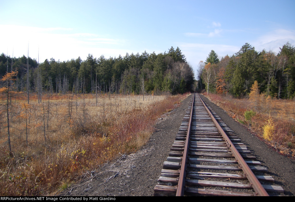 Transition from trees to clearing was dramatic