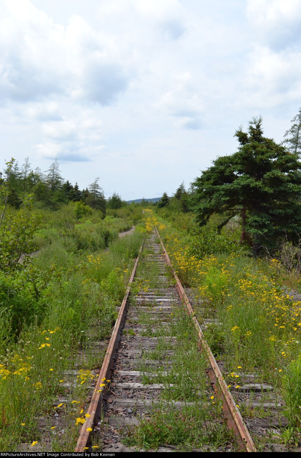 Looking NW on abandoned CN right away at Avondale Station
