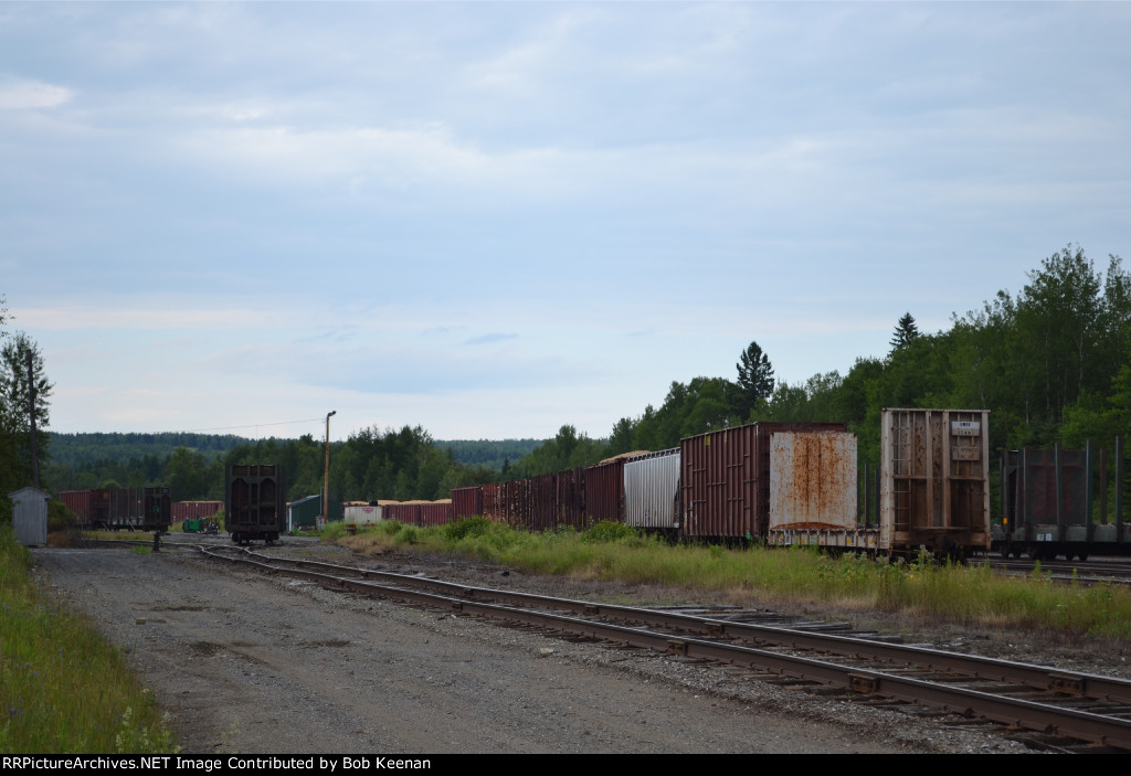 Maine Northern Yard