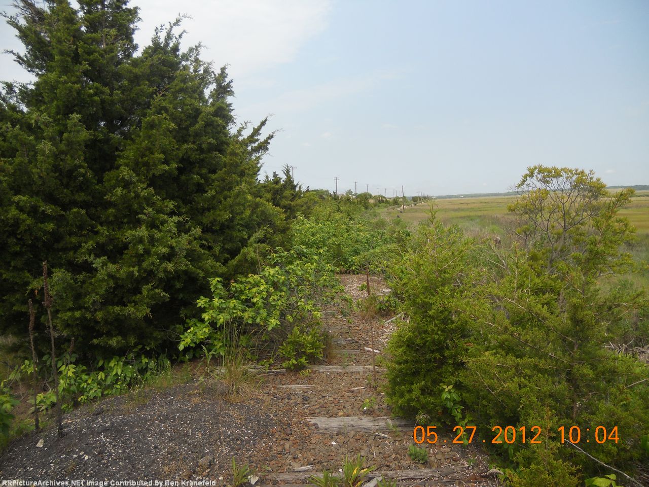 Overgrown roadbed in Ocean City