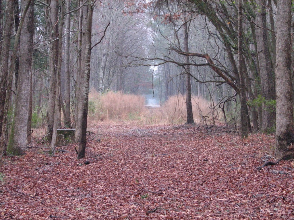 Looking north on the old SAL Charleston Subdivision