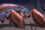 Sheep_crab
