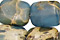 Blue Impression Jasper
