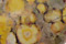 Leopardskin Jasper