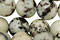 Ash Jasper
