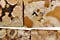 Conglomerate Jasper