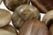 Russian Fossil Stone