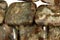 Chinese Ocean Jasper