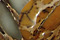 Rainbow Impression Jasper