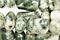 Tree Agate