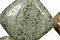 Green Snakeskin