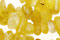 Yellow Opal