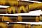 Tiger Eye