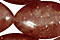 Muscovite