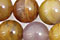 Brazil Petrified Wood