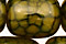 Olive Fire Agate