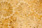 Fossil Coral
