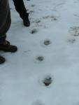 Grizzlytracks_be1
