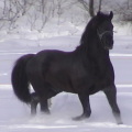 Victor028