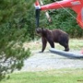 2005bearsniffing415