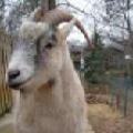 Goat