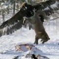 Eagle_and_fox