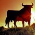 Bull5