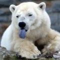 Polar-bear-tongue