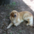 Kitco