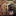 Grizzly_1
