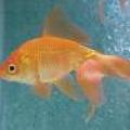 Goldfish