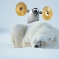 Bravepenguin