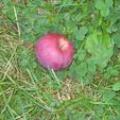Apple_picking_2006_007_-_copy