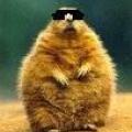 Copy_of_fat_squirrel