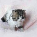 Kitty