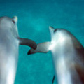 Swimming_dolphins