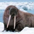 Walrus
