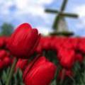 Tulip