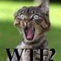 Cat_wtf