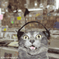 Techno_tim