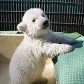 Bear5