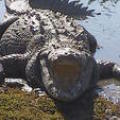 Puerto_vallarta_043