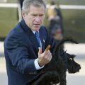 Ds_bushdog