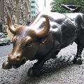 Bull_profile