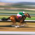 Race-horse